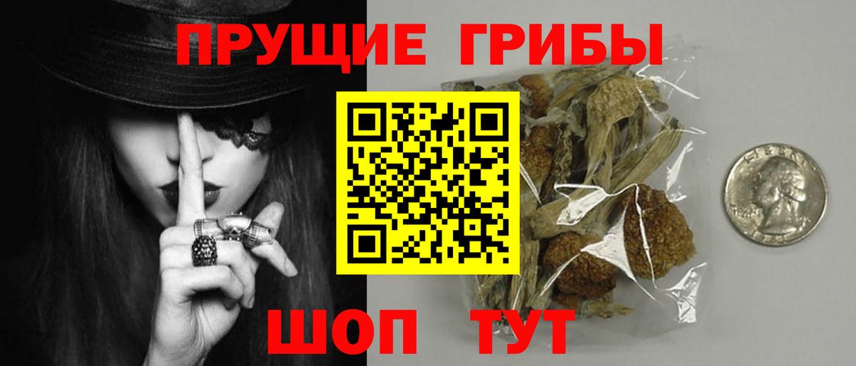 Галлюциногенные грибы Psilocybe  Вход с VPN  Всеволожск  Галлюциногенные грибы GOLDEN TEACHER 